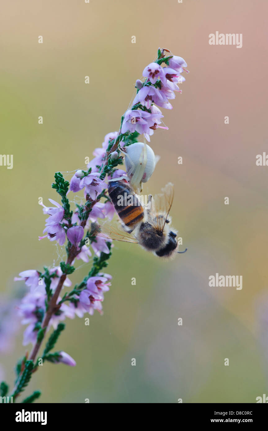 Krabbenspinne (Thomisidae) mit Biene als Beute auf gemeinsame Heidekraut (Calluna Vulgaris), Pestruper Graeberfeld, Wildeshausen Stockfoto