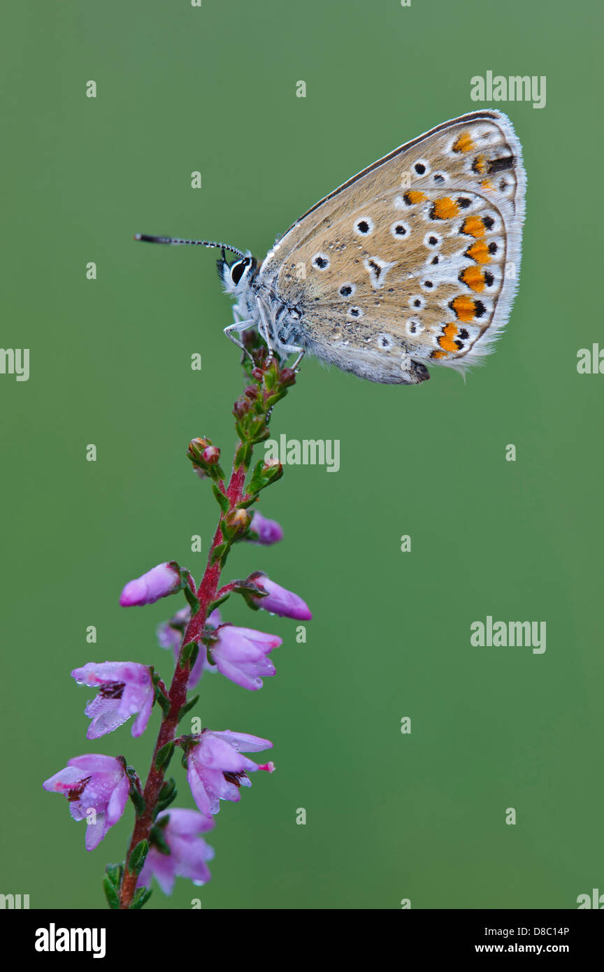gemeinsamen blau (Polyommatus Icarus) auf gemeinsame Heidekraut (Calluna Vulgaris), Niedersachsen (Niedersachsen), Deutschland Stockfoto