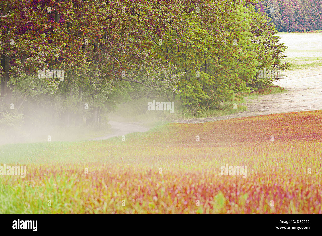 Blumige Felder, Wiesen und Wälder. Stockfoto