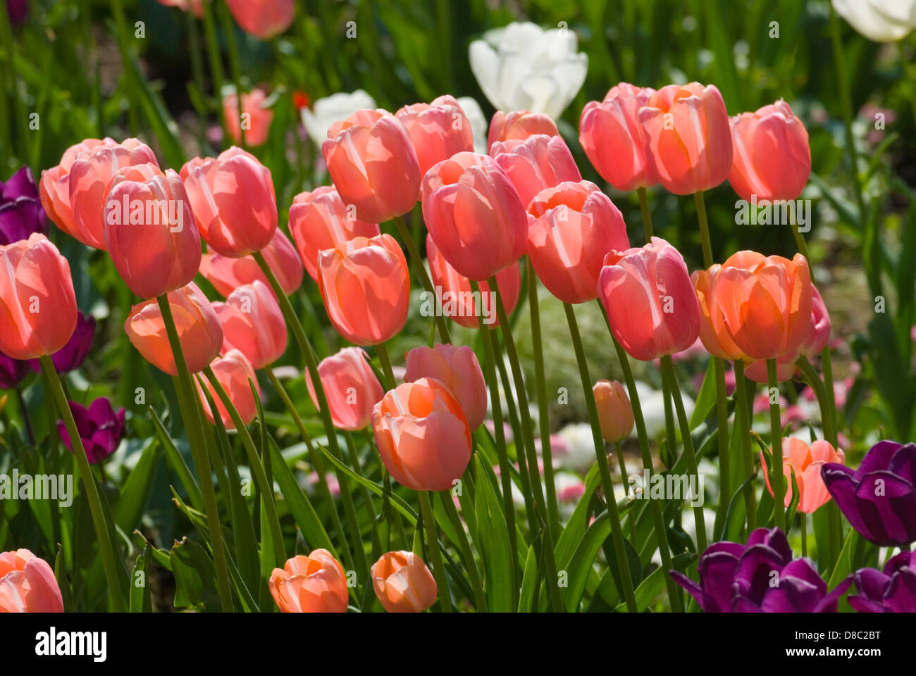 Tulpen im sonnigen Gegenlicht Stockfoto