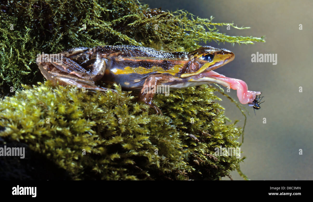 Pool Frosch (Rana Lessonae) eine Fliege fangen Stockfoto
