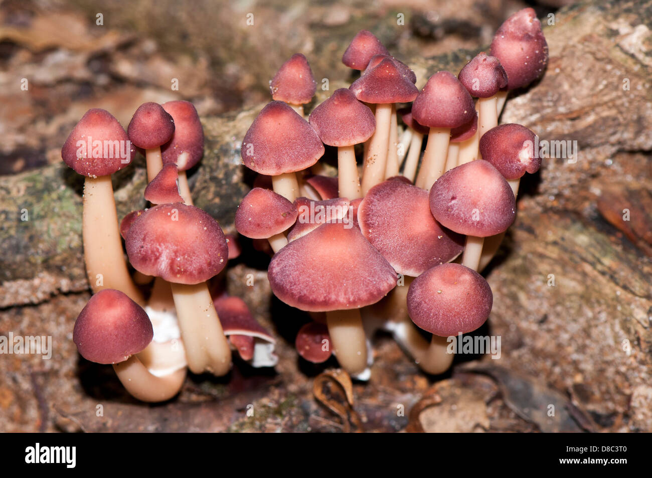 Wilde rote Pilze wachsen in Wald, Western Ghats, Kerala, Indien Stockfoto