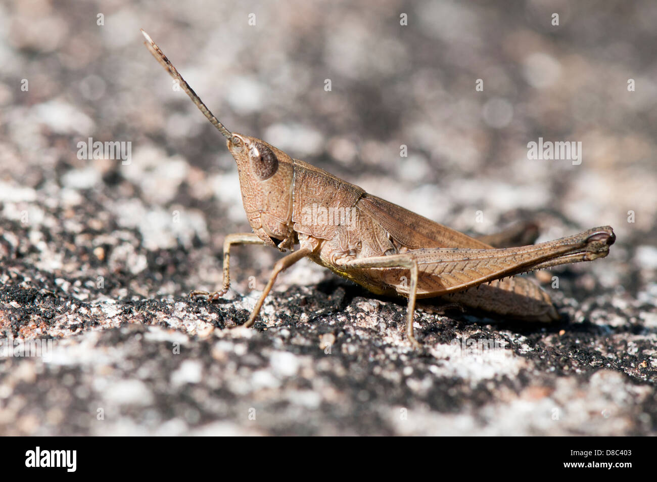 Schlanke Gum Leaf Grasshopper, Nahaufnahme Stockfoto