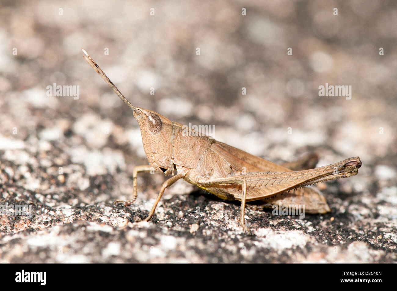 Schlanke Gum Leaf Grasshopper, Nahaufnahme Stockfoto