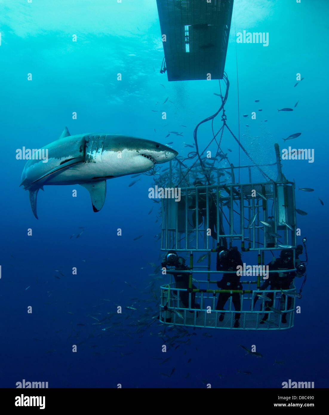 Zwei großen weißen Hai (Carcharodon Carcharias) und Taucher in Käfig, Insel Guadalupe, Mexiko, Unterwasser-Aufnahme Stockfoto