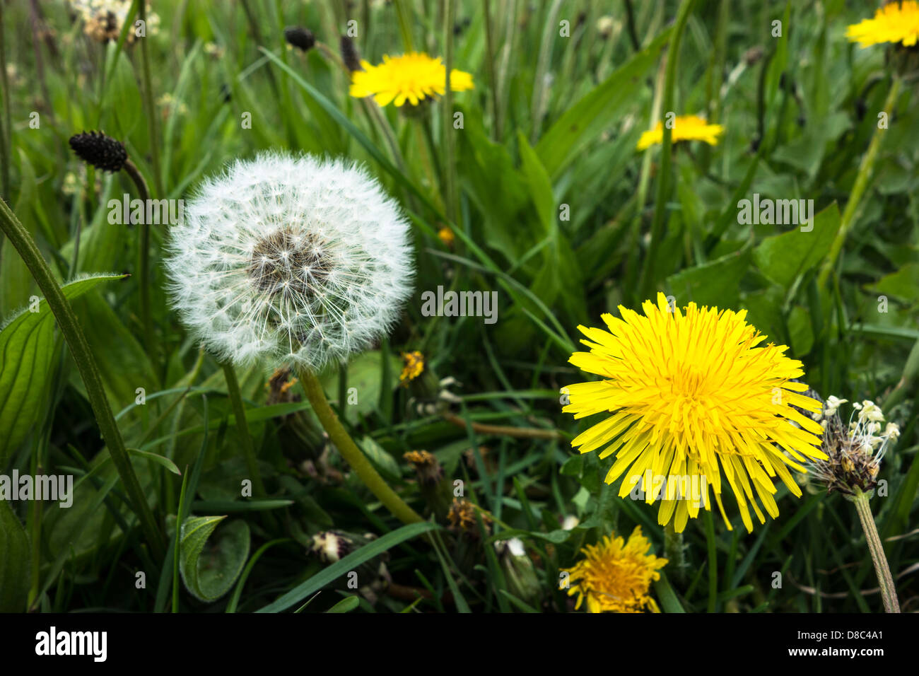 Eine Blume Löwenzahn und Saatgut Kopf zusammen Stockfoto