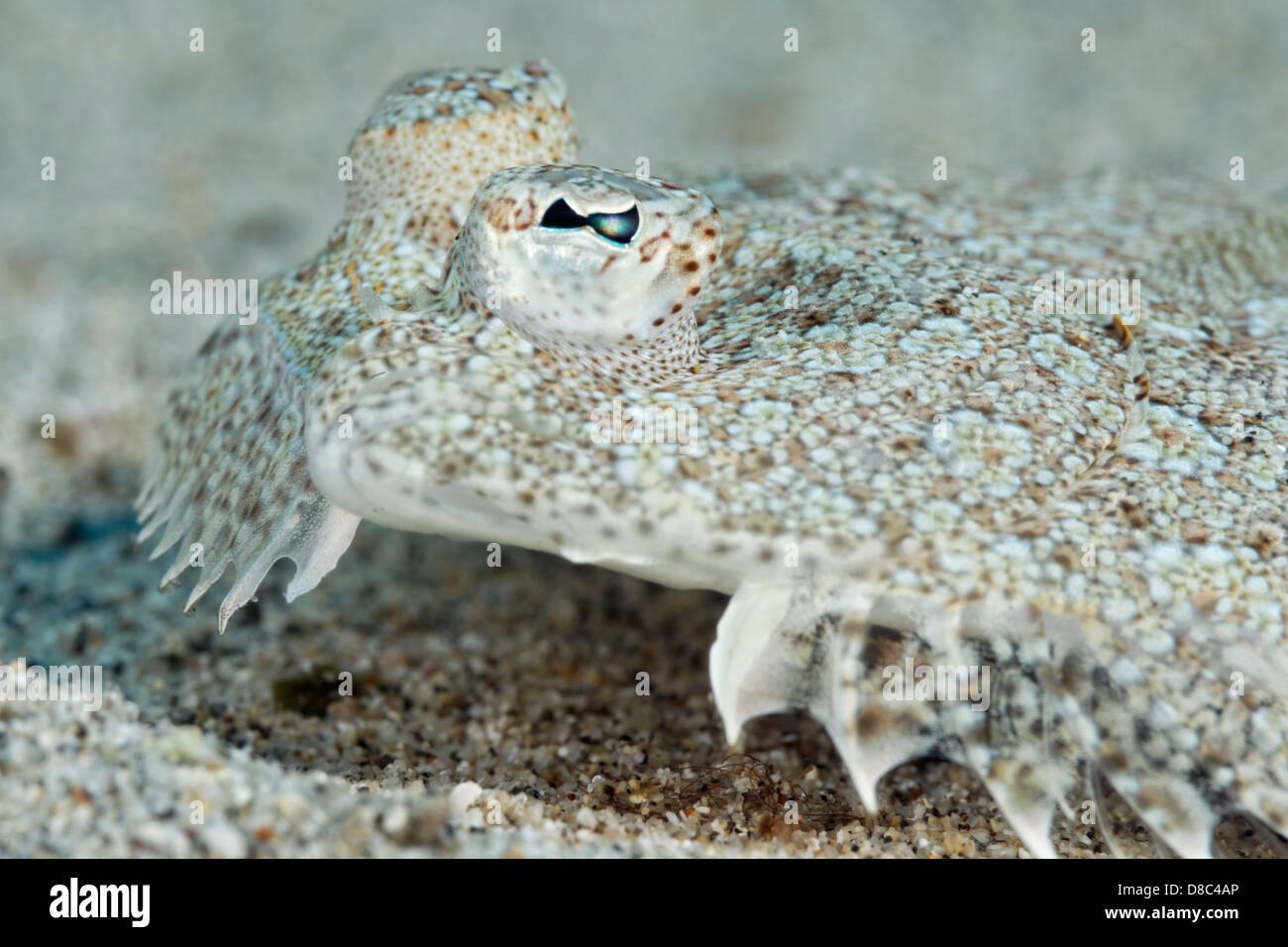 Scholle (Pleuronectes Platessa), Morro del Jable, Fuerteventura, Kanarische Inseln, unter Wasser geschossen Stockfoto