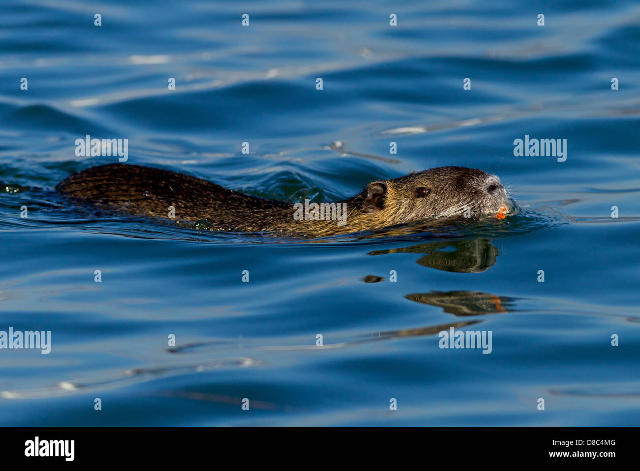 Schwimmen Nutria (Biber brummeln) Stockfoto