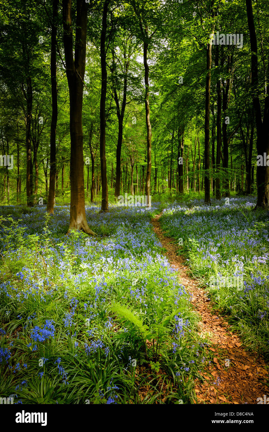 Westen Wald Glockenblumen Stockfoto