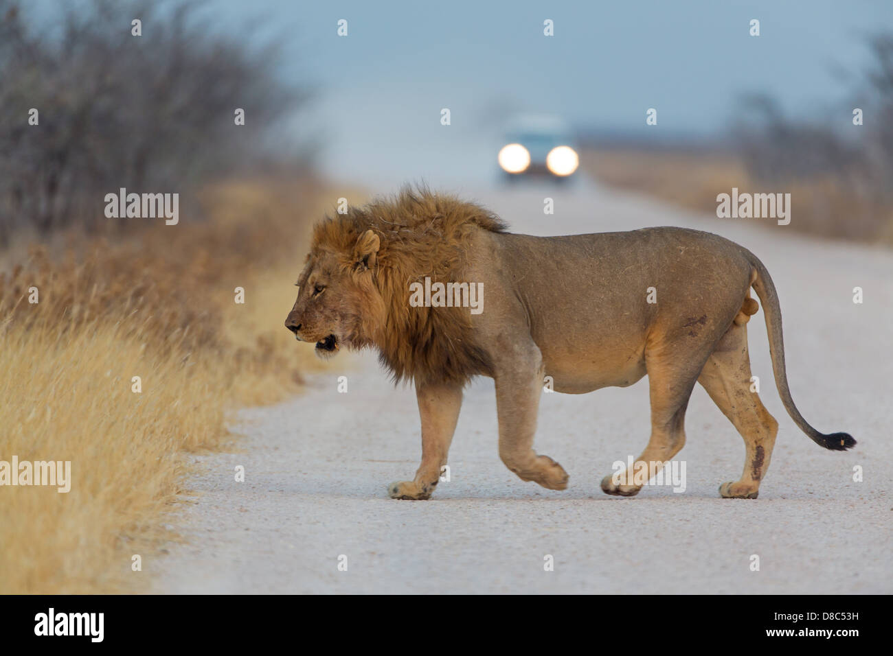 Löwe (Panthera Leo), überqueren die Straße, Straße, Gemsbokvlakte, Namibia Stockfoto