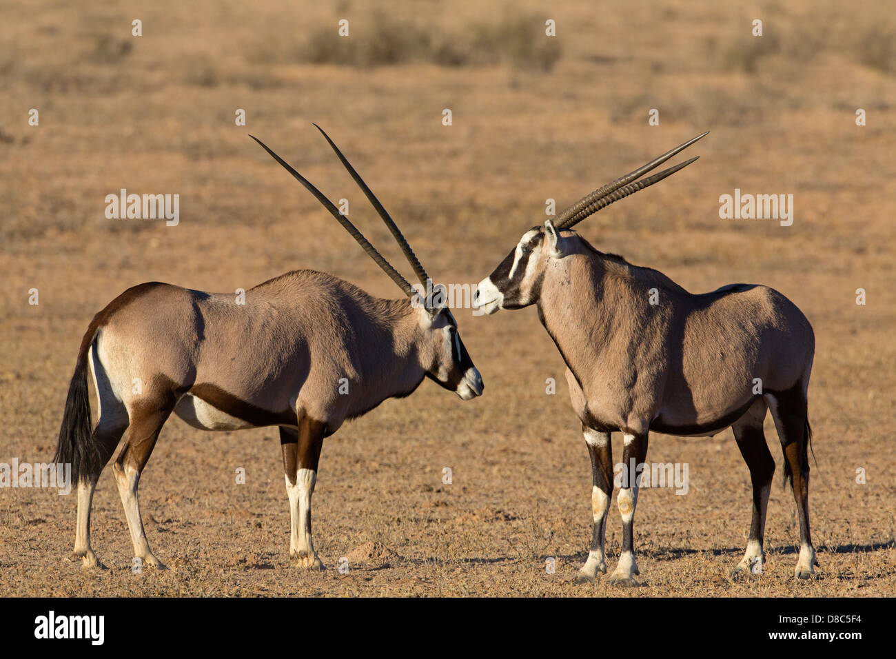 Zwei Spießböcke (Oryx Gazella), Auob Flussbett, Botswana Stockfoto