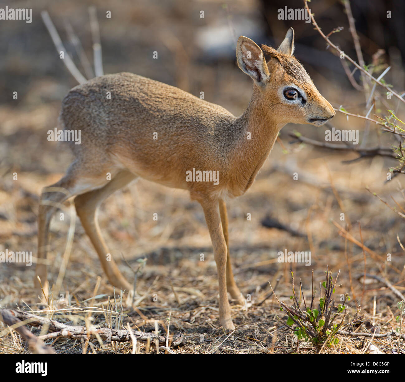 Dik dik drive -Fotos und -Bildmaterial in hoher Auflösung – Alamy