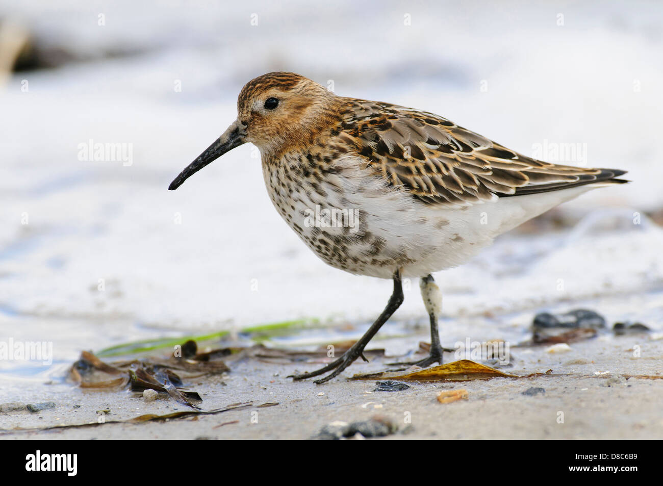 Alpenstrandläufer Calidris Alpina, Mecklenburg-Vorpommern, Deutschland Stockfoto