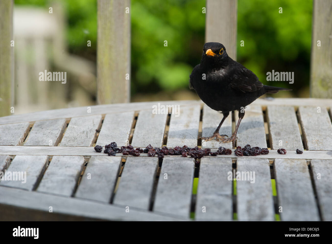 Eine männliche Amsel landet auf einem Tisch, Johannisbeeren ausgelassen für ihn in einem englischen Garten zu essen. Stockfoto