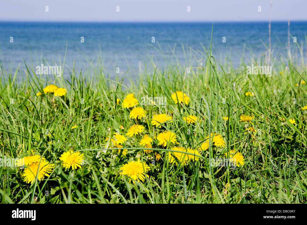 Gruppe von Löwenzahn an der Küste der Ostsee in Schweden. Stockfoto