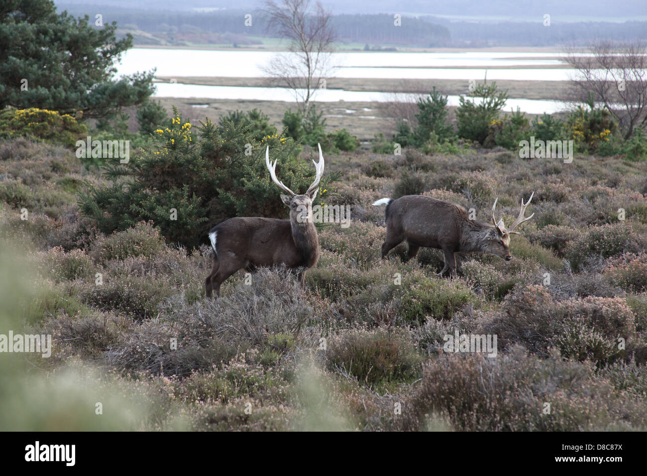 Zwei männliche japanische Sika Hirsch fotografiert am Arne in Dorset. Stockfoto