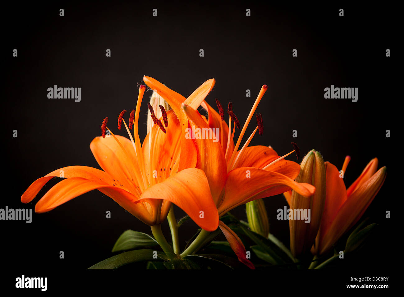 Lilie Blume Dekoration auf schwarzem Hintergrund Stockfoto