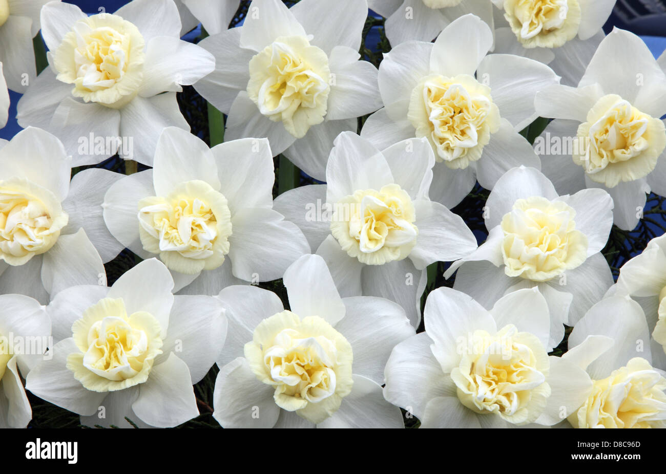 Narcissus Popeye, gezeigt im RHS Chelsea Flower Show 2013 Stockfoto