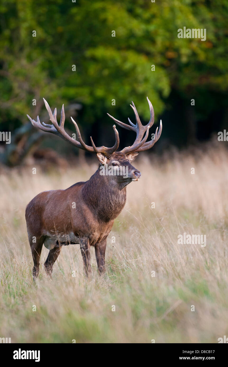 Rothirsch, Männlich, Spurrinnen Cervus Elaphus, Saison, Klampenborg, Dänemark, Stockfoto