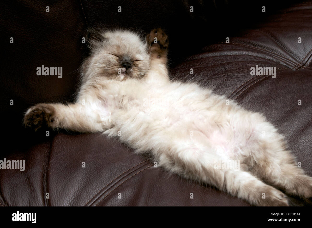 Kätzchen - streckte sich und schlafen Stockfoto