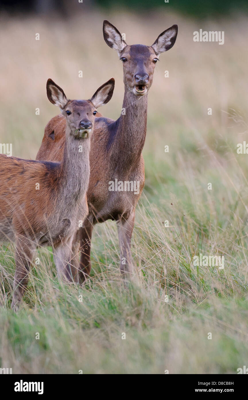 Rothirsch, Damhirschkuh mit Kitz, Spurrinnen Cervus Elaphus, Saison, Klampenborg, Dänemark, Stockfoto