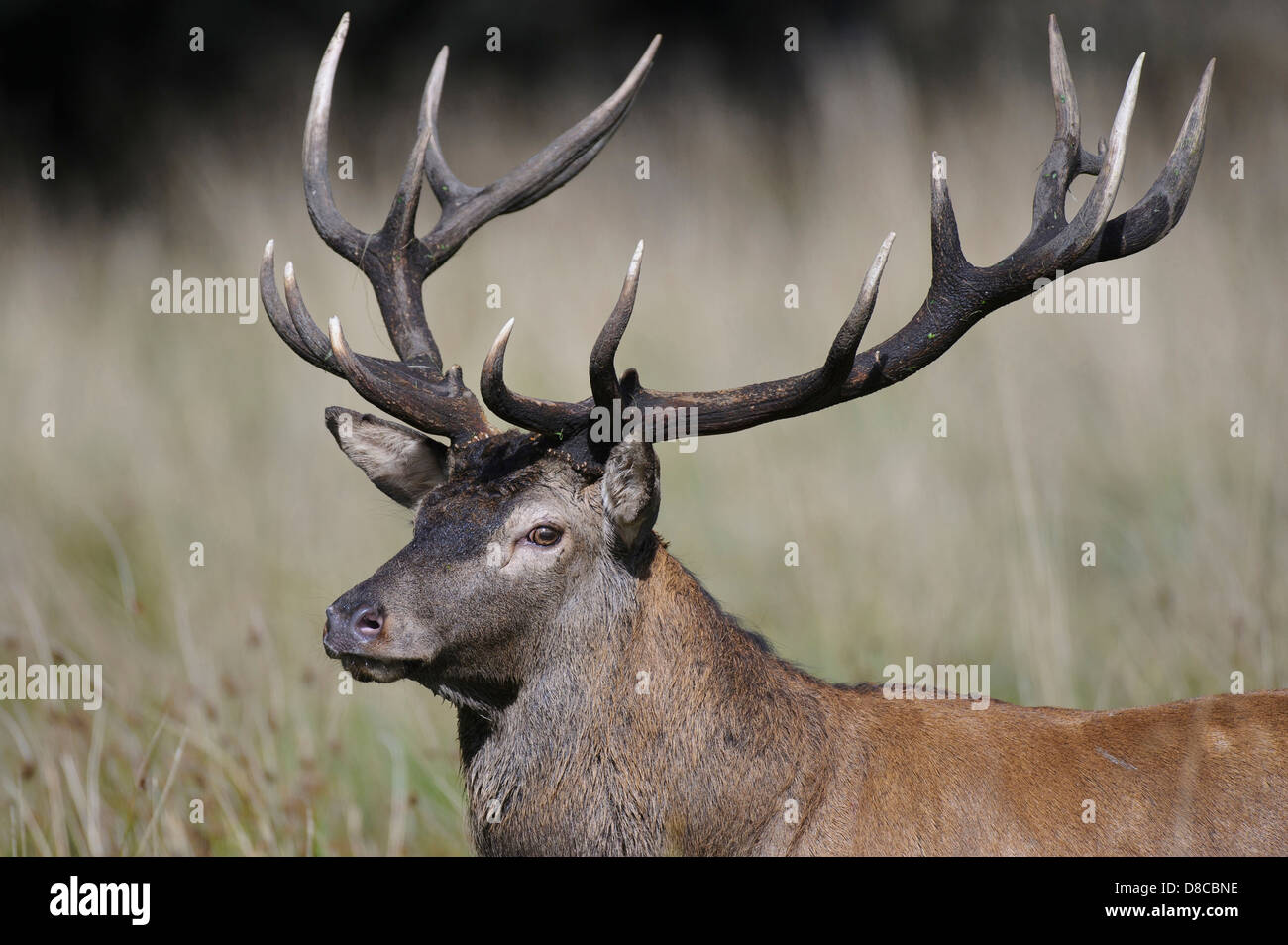 Rothirsch, Männlich, Spurrinnen Cervus Elaphus, Saison, Klampenborg, Dänemark, Stockfoto