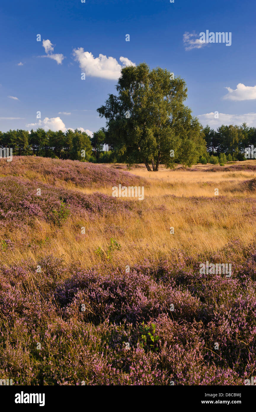 Heide, Pestruper Gräberfeld, Wildeshausen, Niedersachsen, Deutschland Stockfoto