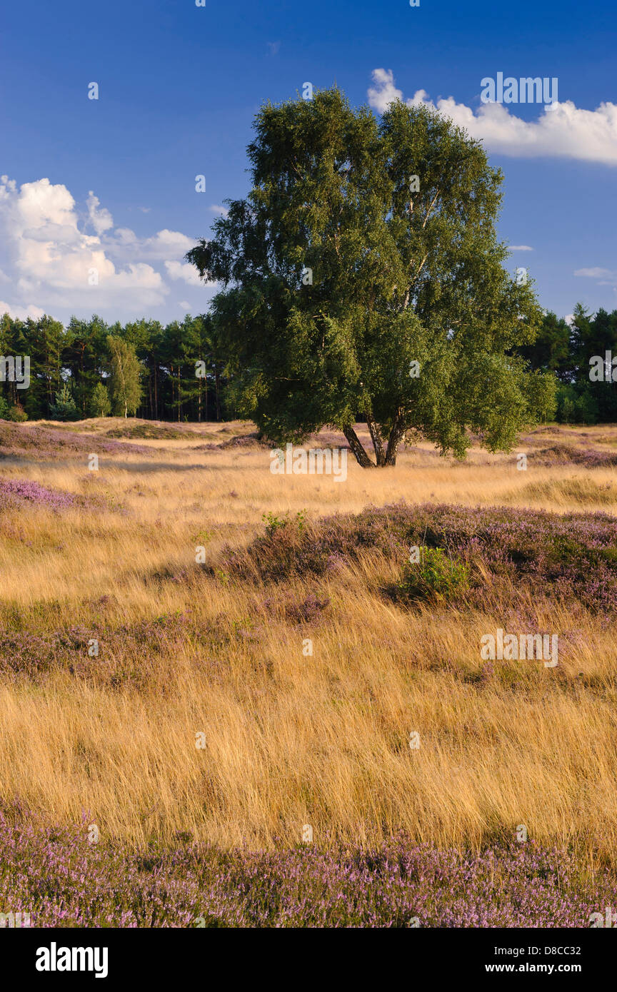 Heide, Pestruper Gräberfeld, Wildeshausen, Niedersachsen, Deutschland Stockfoto