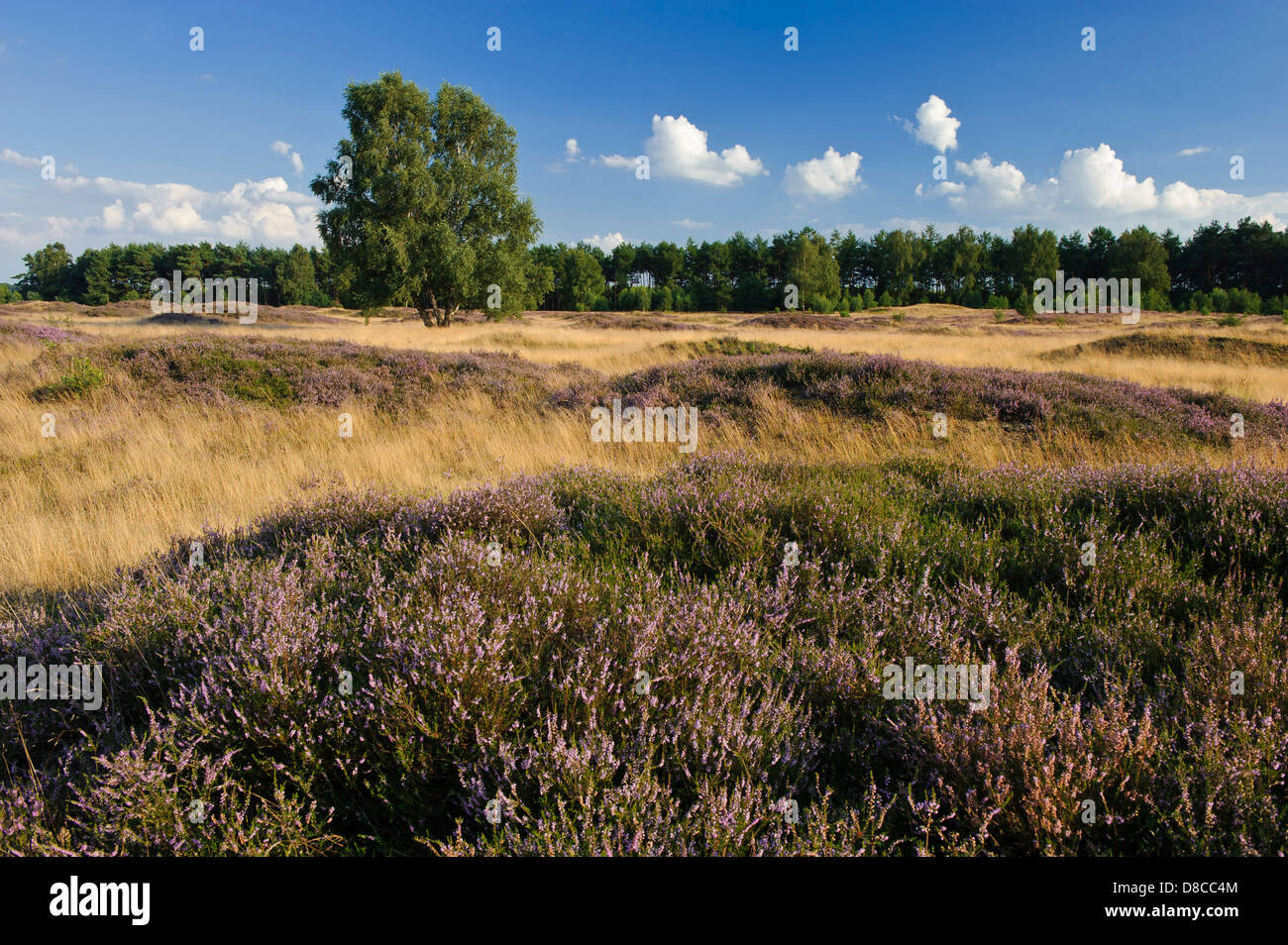 Heide, Pestruper Gräberfeld, Wildeshausen, Niedersachsen, Deutschland Stockfoto