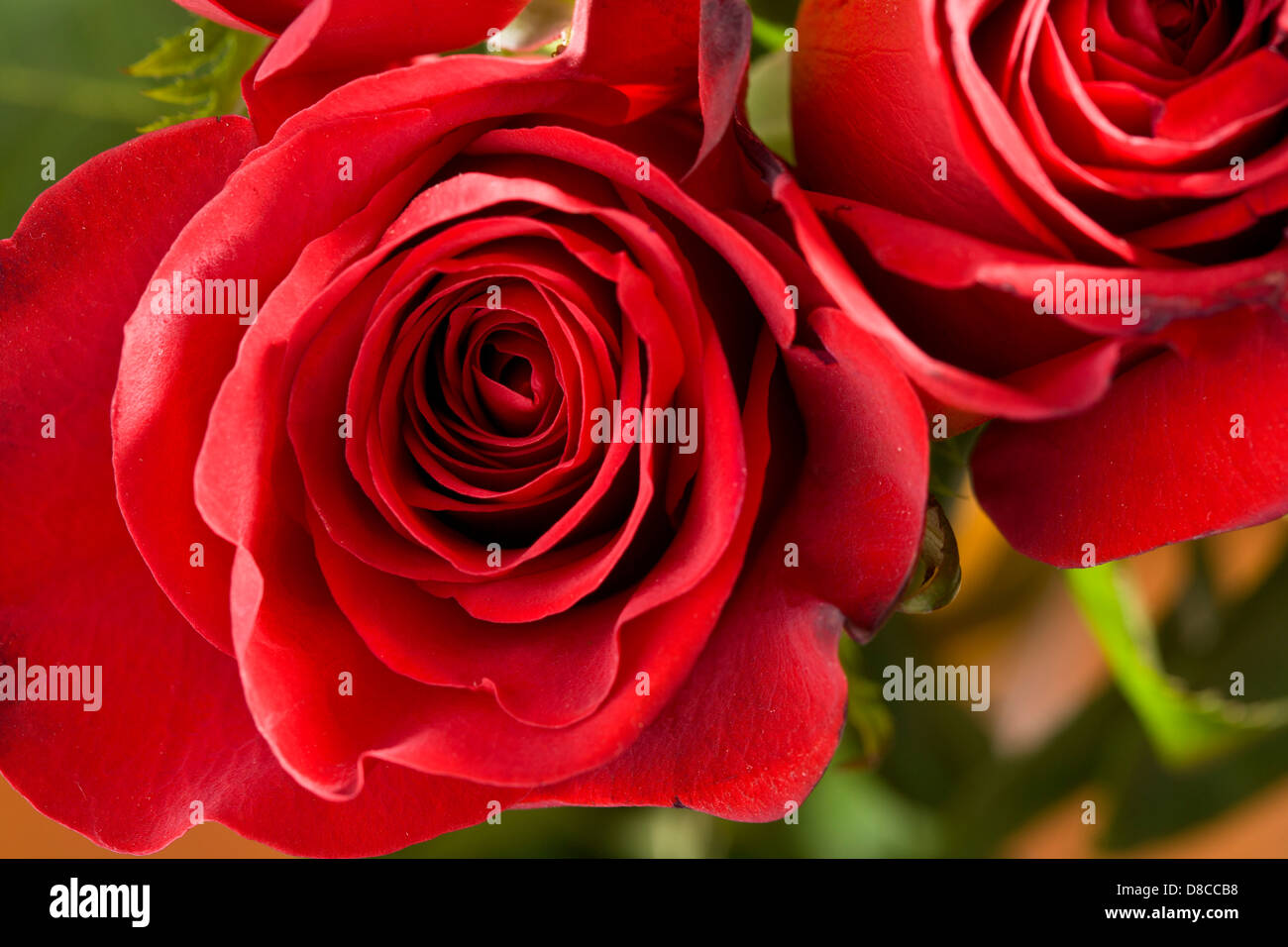 Rote rose Stockfoto