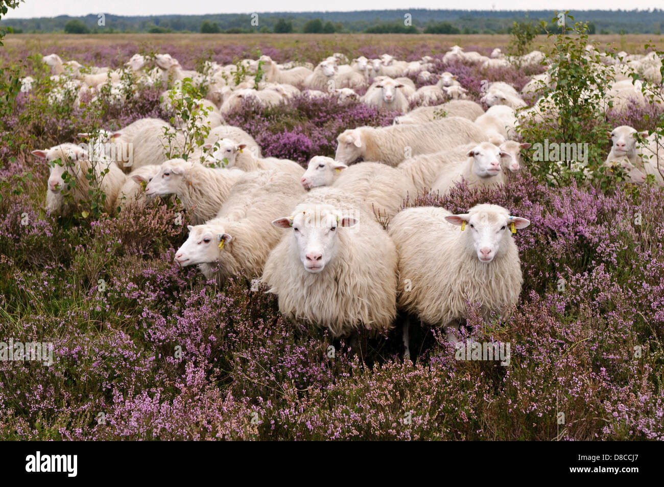 weiße hornlose Heide Herde, Diepholzer Moorniederung, Goldenstedter Moor, Niedersachsen, Deutschland Stockfoto