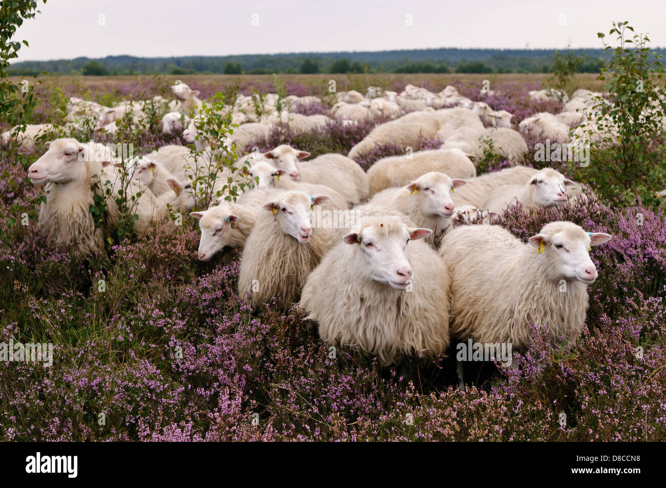 weiße hornlose Heide Herde, Diepholzer Moorniederung, Goldenstedter Moor, Niedersachsen, Deutschland Stockfoto