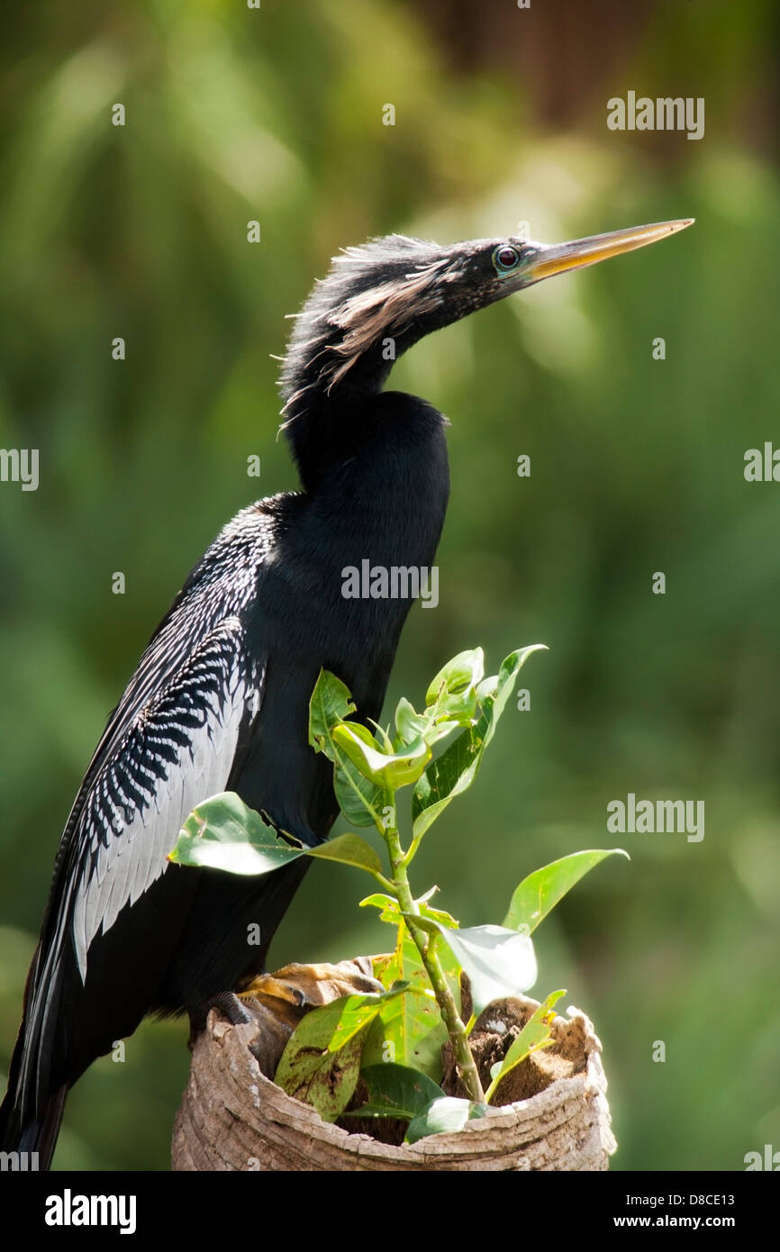 Anhinga - grüne Cay Feuchtgebiete - Boynton Beach, Florida USA Stockfoto