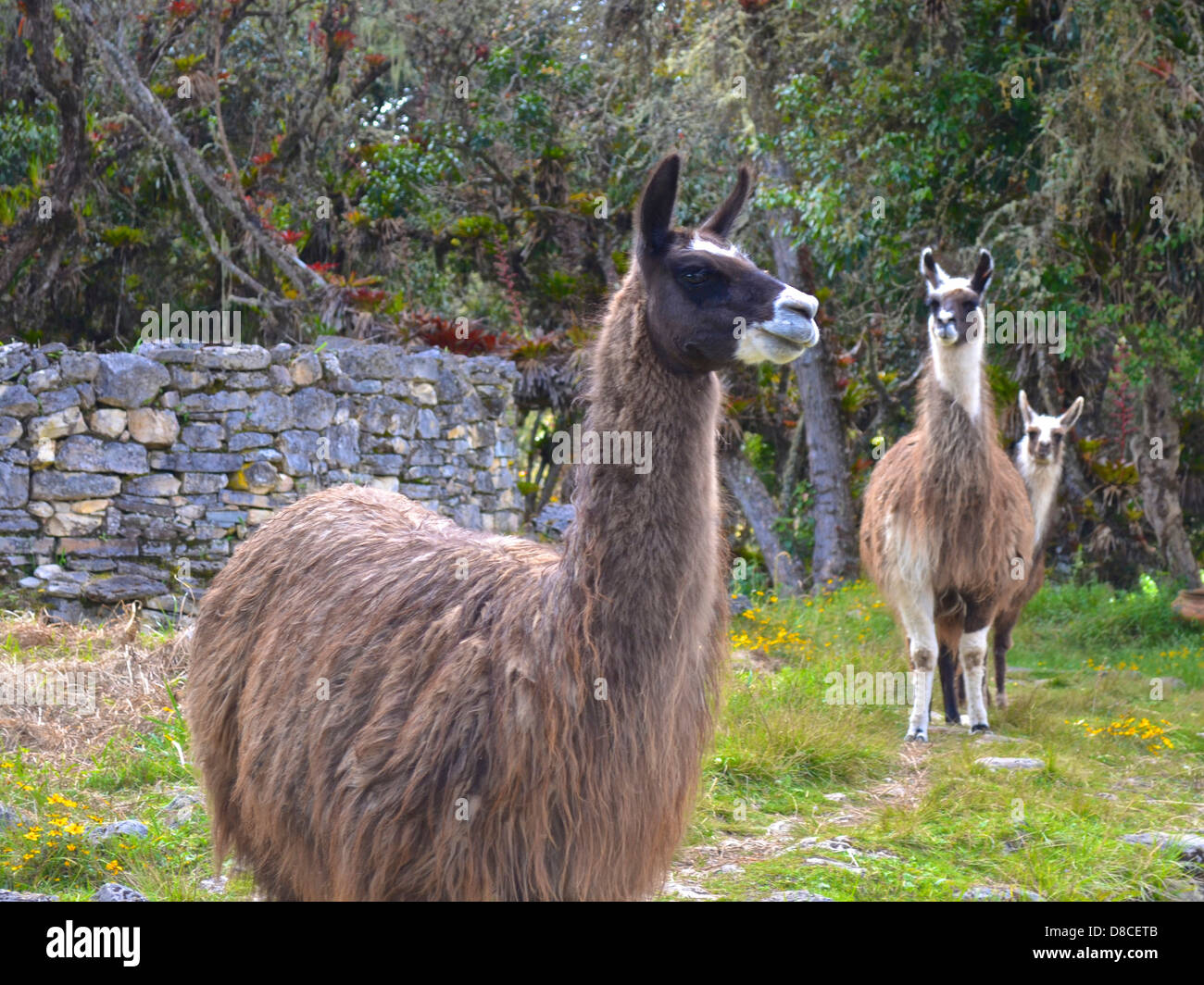 Lamas vor Steinmauern in den Ruinen von Kuelap, Chachapoyas, Peru Stockfoto