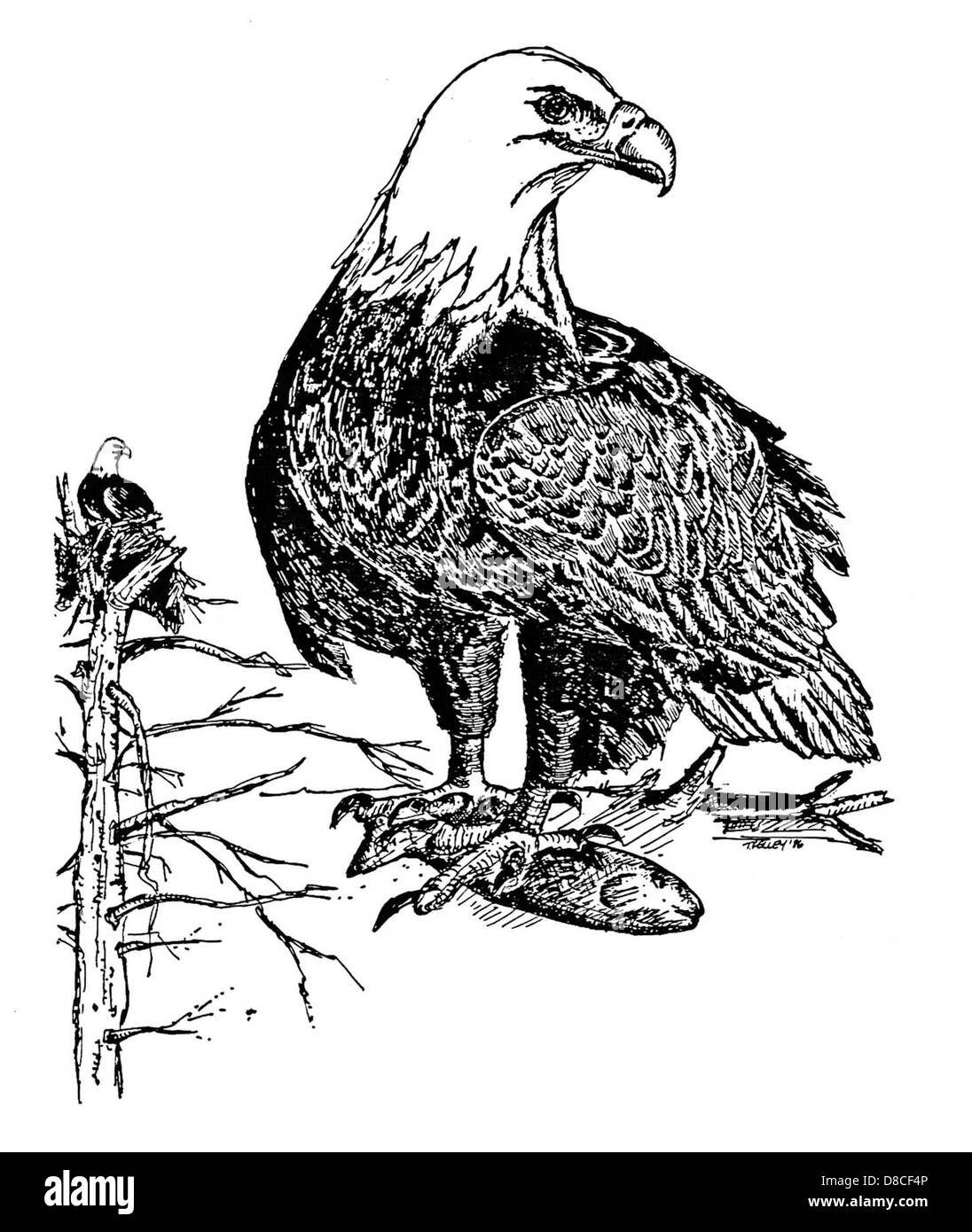 Eine Handzeichnung eines Weißkopfseeadlers (Haliaeetus leucocephalus), die seine scharfen Merkmale und seine majestätische Präsenz zeigt. Weißkopfseeadler sind bekannte Raubvögel, die in Nordamerika zu finden sind. Stockfoto