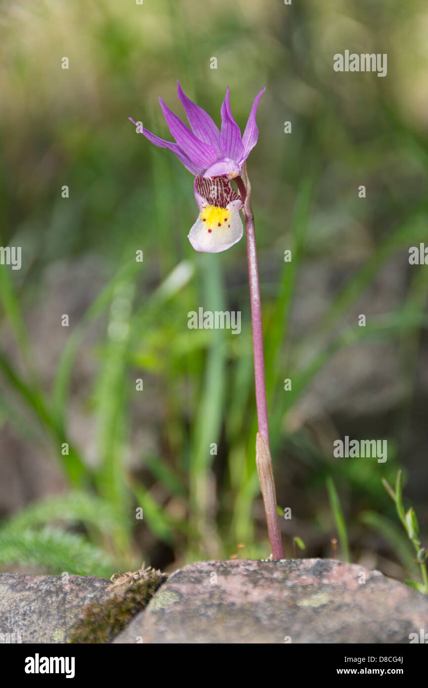 Venus Slipper Stockfoto