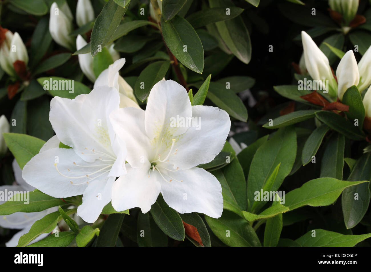 weiße Azalee Blumen Stockfoto