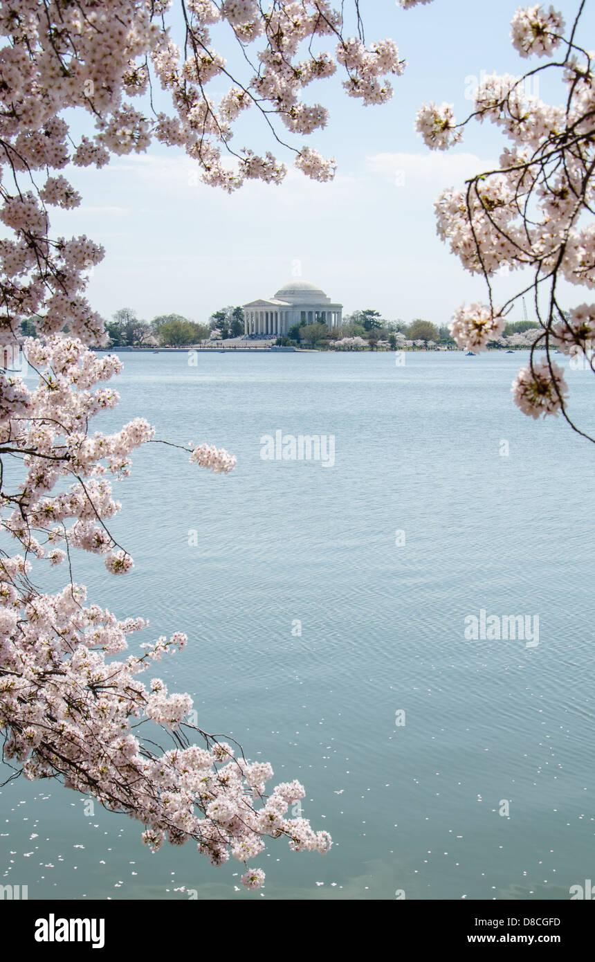 Jefferson Memorial während der Kirschblüte Festival Stockfoto