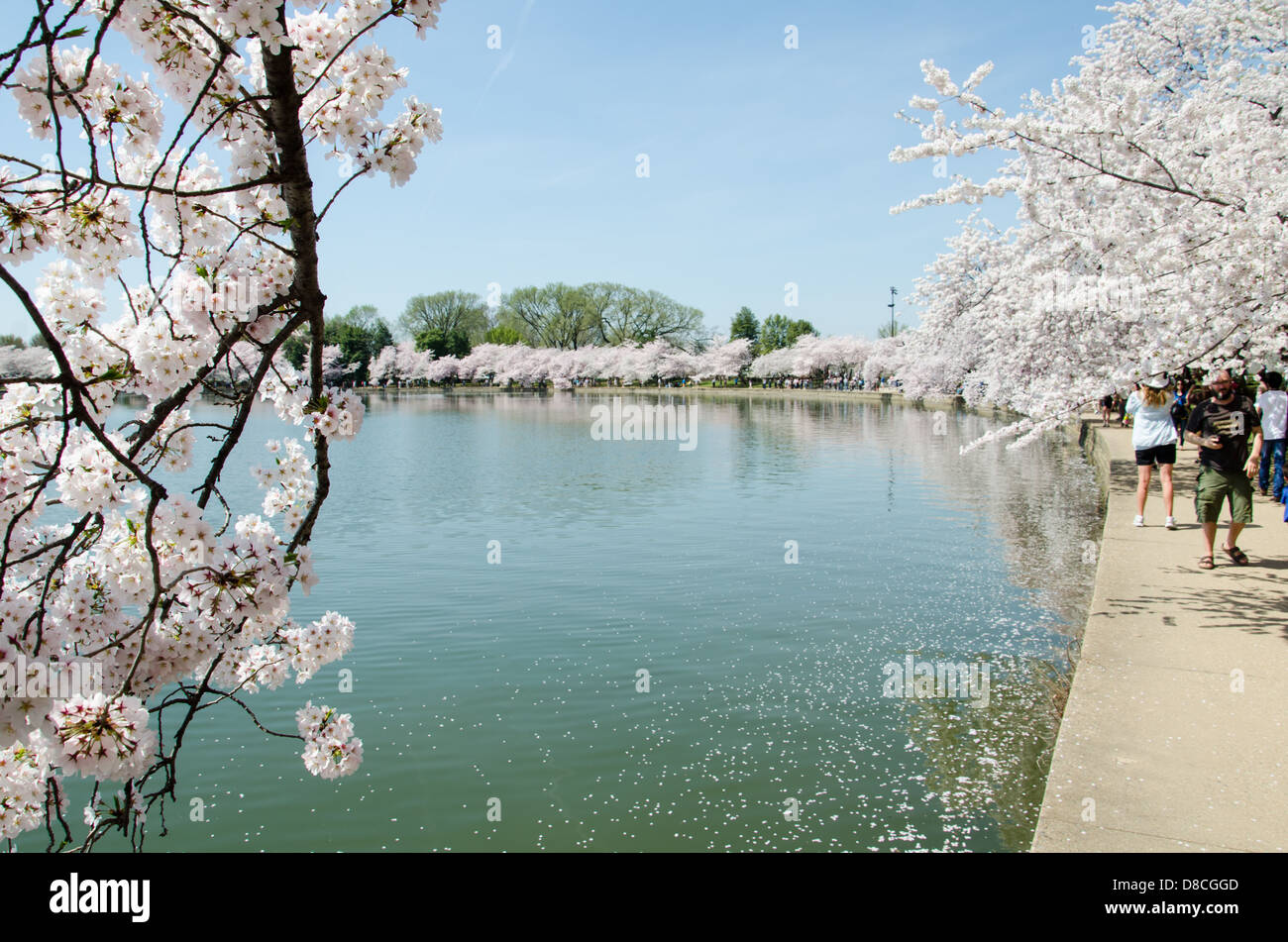Gezeitenbecken während der Kirschblüte Festival Stockfoto