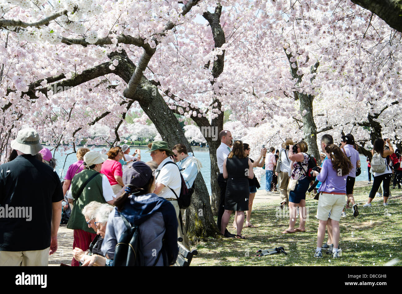 Cherry Blossom Festival, Washington DC Stockfoto
