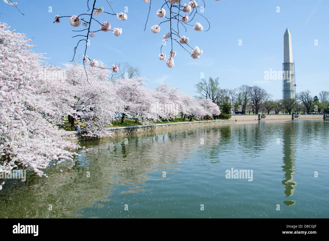 Washington Monument in der Kirschblüte Festival Stockfoto