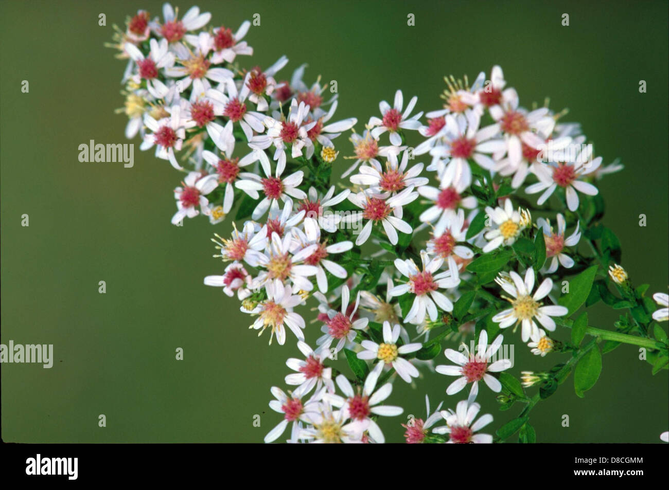 Calico Aster. Stockfoto