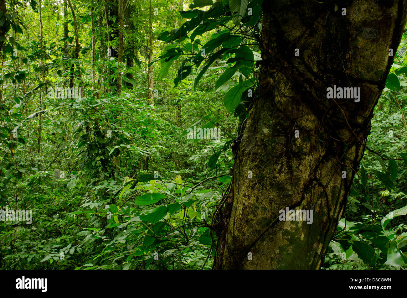 Tropischer Regenwald in Bastimentos Island Stockfoto