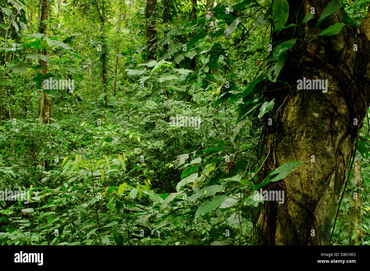 Tropischer Regenwald in Bastimentos Island Stockfoto