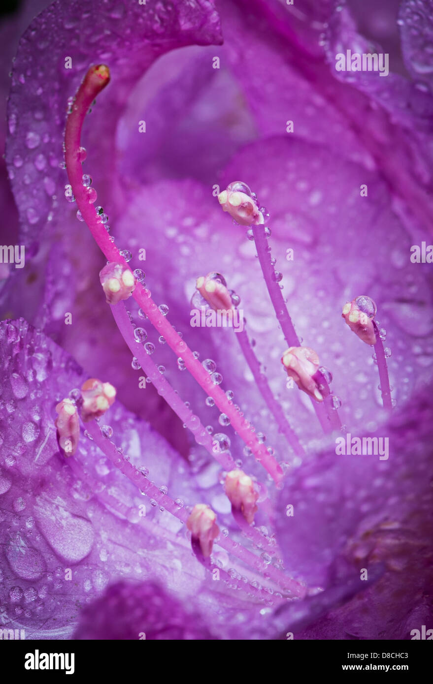 Wassertropfen auf lila Rhododendron Azalea Stempel im Regen Stockfoto