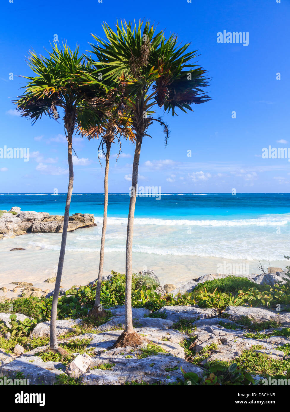 Drei Palmen am Strand und Meer im Hintergrund, Tulum, Mexiko Stockfoto