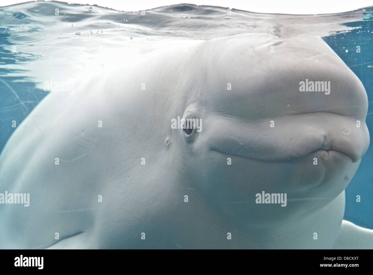 Beluga (Delphinapterus Leucas) Stockfoto