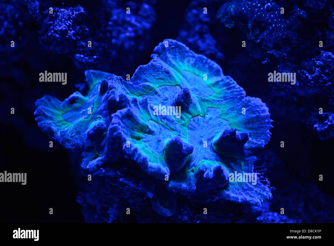 Fluoreszierende Korallen. Viele Korallen sind intensiv fluoreszierend unter bestimmten Lichtwellenlängen. Stockfoto