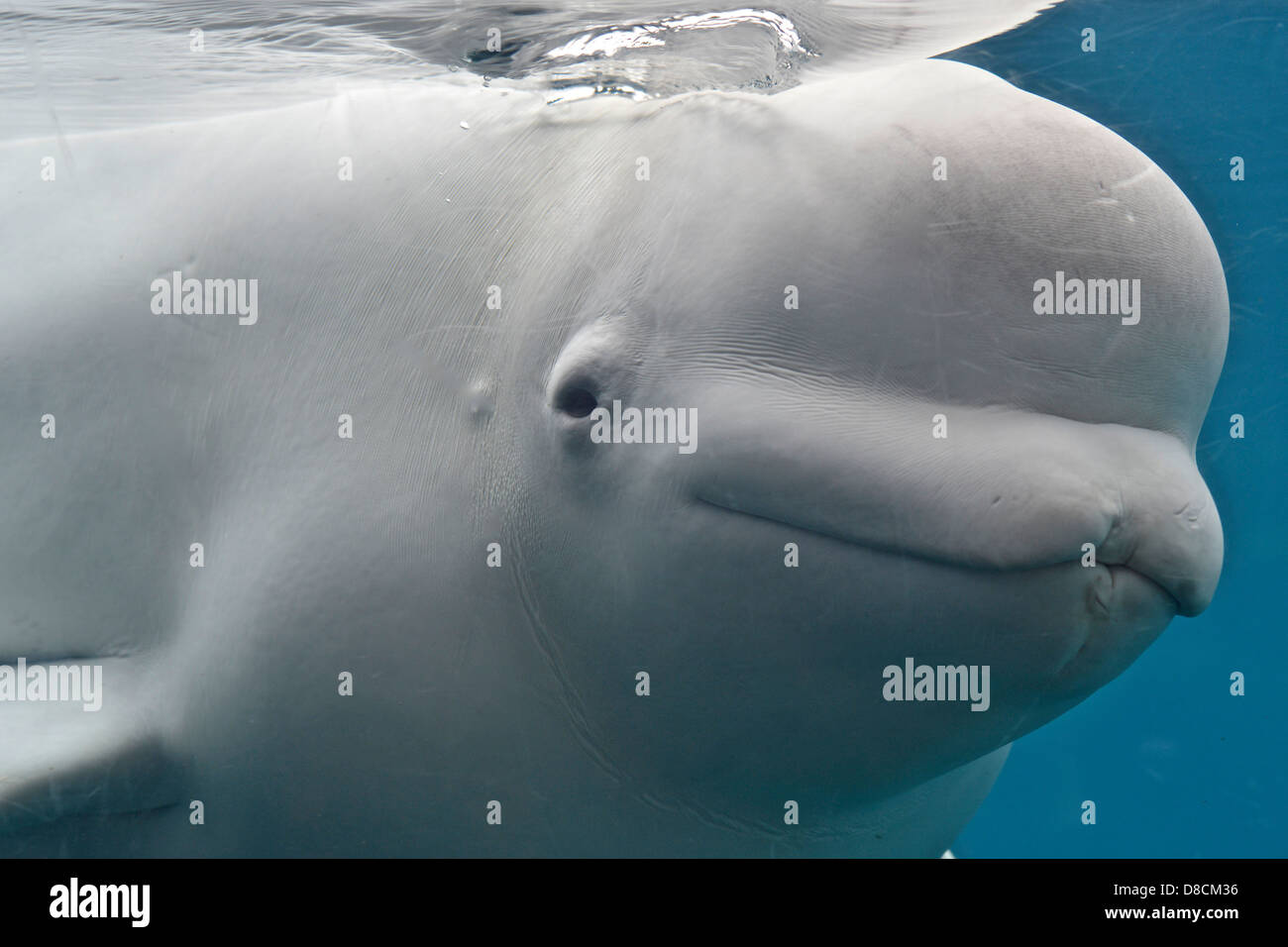Beluga (Delphinapterus Leucas) Stockfoto