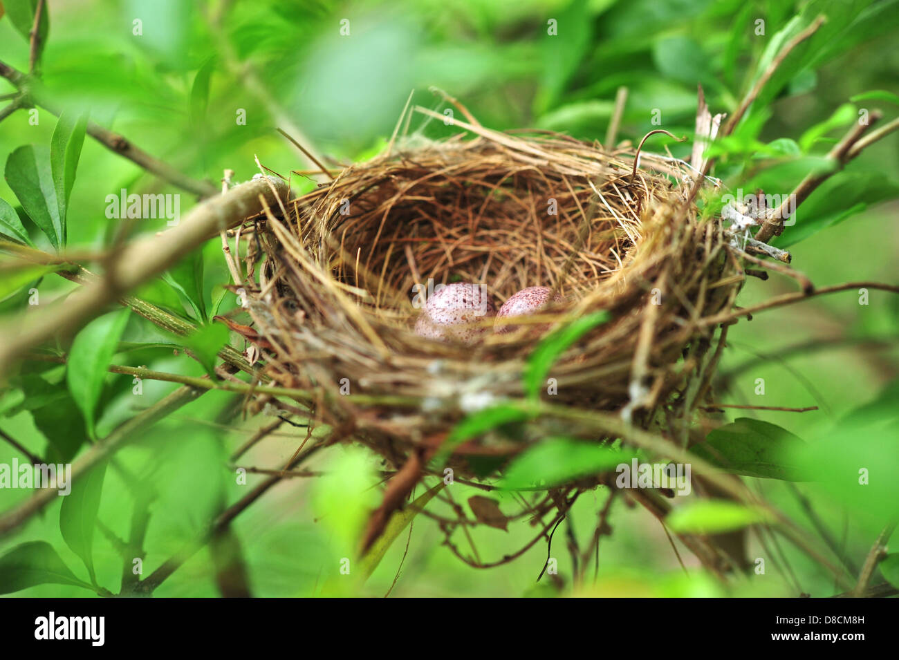 Vogel-Nest mit zwei Eiern Stockfoto
